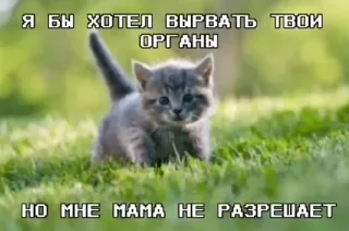 ❤️ emoji добрые котята Telegram sticker 20 of 107