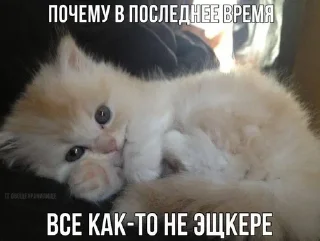 ❤️ emoji добрые котята Telegram sticker 8 of 107