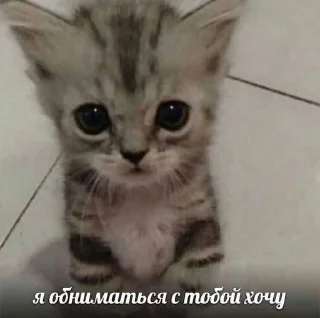 💗 emoji как вы меня задолбали Telegram sticker 5 of 76