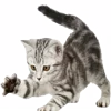 🐈‍⬛ emoji 𝟭𝟯𝟮𝟳 Telegram sticker 9 of 200