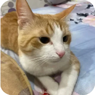 🐱 emoji котек вася!! Telegram sticker 19 of 72