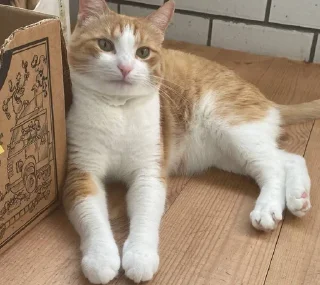 🌟 emoji котек вася!! Telegram sticker 18 of 72
