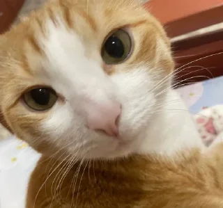 🌟 emoji котек вася!! Telegram sticker 10 of 72
