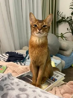Sticker from Ириска фотки😺😺😺