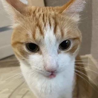🌟 emoji котек вася!! Telegram sticker 4 of 72