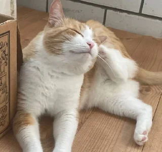 🌟 emoji котек вася!! Telegram sticker 16 of 72