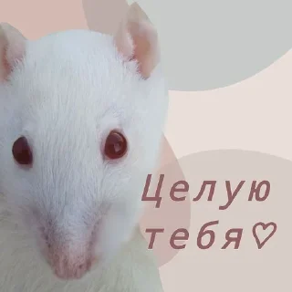 Sticker from Ириска