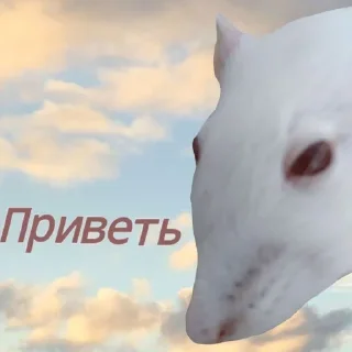 Sticker from Ириска