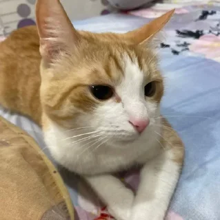 🌟 emoji котек вася!! Telegram sticker 1 of 72