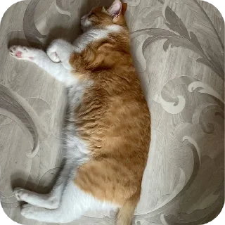 👍 emoji котек вася!! Telegram sticker 20 of 72