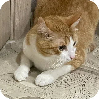 😨 emoji котек вася!! Telegram sticker 24 of 72
