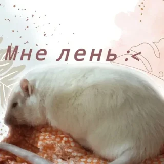 Sticker from Ириска