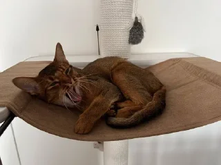 Sticker from Ириска фотки😺😺😺