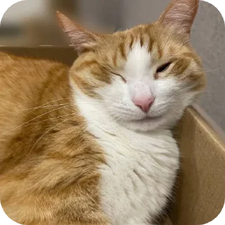 🐱 emoji котек вася!! Telegram sticker 22 of 72