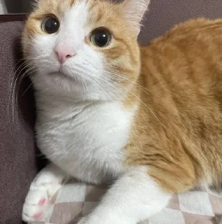 🌟 emoji котек вася!! Telegram sticker 9 of 72
