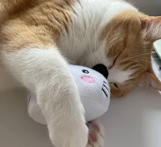🌟 emoji котек вася!! Telegram sticker 14 of 72