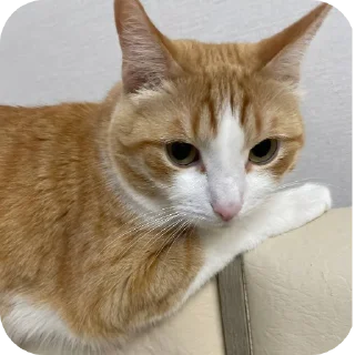🐱 emoji котек вася!! Telegram sticker 21 of 72