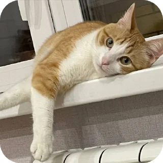 😴 emoji котек вася!! Telegram sticker 23 of 72