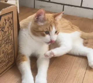 🌟 emoji котек вася!! Telegram sticker 17 of 72