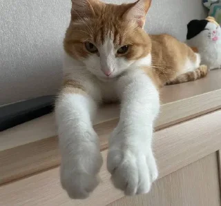 🌟 emoji котек вася!! Telegram sticker 6 of 72