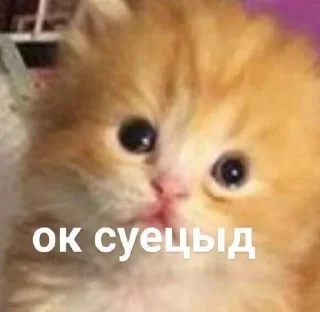 🌟 emoji котики мя Telegram sticker 10 of 77