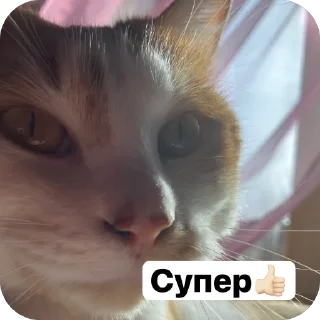 Sticker from Стикеры от Лерочки Водомерочки