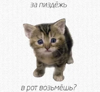 🌟 emoji котики мя Telegram sticker 24 of 77