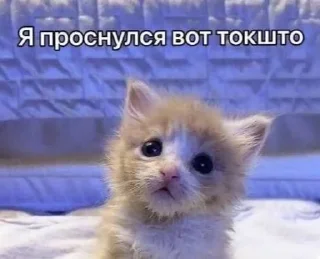 🌟 emoji котики мя Telegram sticker 20 of 77