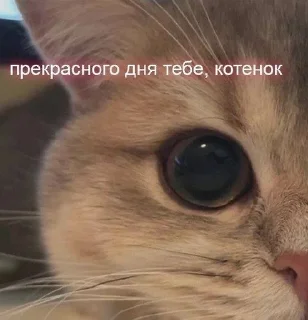 🌟 emoji котики мя Telegram sticker 18 of 77