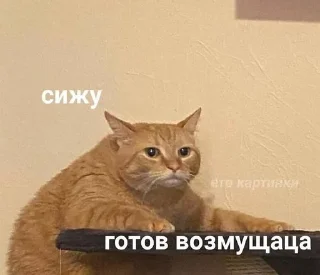🌟 emoji котики мя Telegram sticker 15 of 77