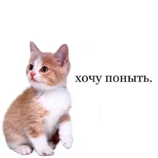 🌟 emoji котики мя Telegram sticker 1 of 77