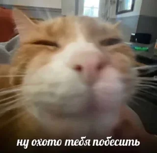 🌟 emoji котики мя Telegram sticker 23 of 77