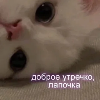 🌟 emoji котики мя Telegram sticker 19 of 77