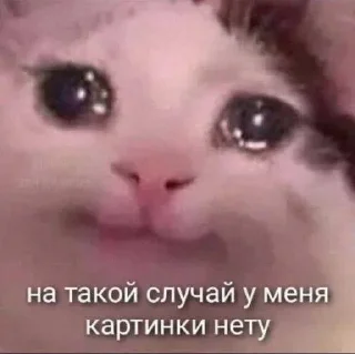 Sticker from котейки и другое 🐱