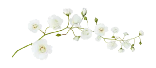 🌿 emoji 𝐩 𝐚 𝐫 𝐚 𝐝 𝐨 𝐱 🎭 :: @paarraaddo Telegram sticker 14 of 66