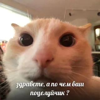 Любовь sticker 4