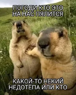 🌟 emoji Эщкере сынок Telegram sticker 13 of 100
