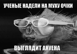 🌟 emoji Эщкере сынок Telegram sticker 23 of 100