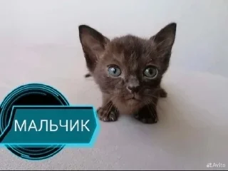 🌟 emoji Эщкере сынок Telegram sticker 11 of 100