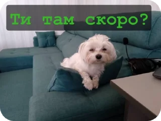 🌟 emoji Гизмо топ Telegram sticker 11 of 15