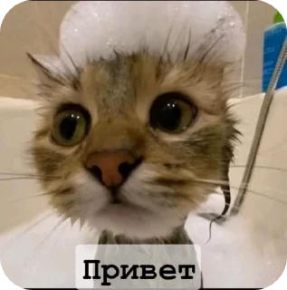 🌟 emoji Гизмо топ Telegram sticker 14 of 15
