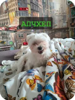 🌟 emoji Гизмо топ Telegram sticker 10 of 15