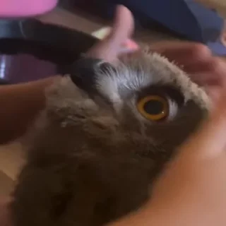 Sticker from Owl, just owl