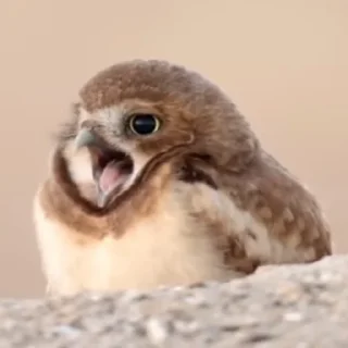 Sticker from Owl, just owl