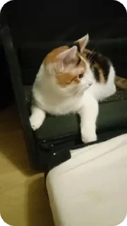 Sticker from cat😼