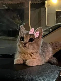 ⭐️ emoji Любимки @horoscopelovebot Telegram sticker 7 of 53
