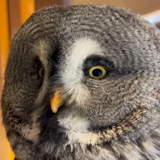 Sticker from Owl, just owl