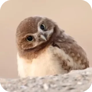 Sticker from Owl, just owl