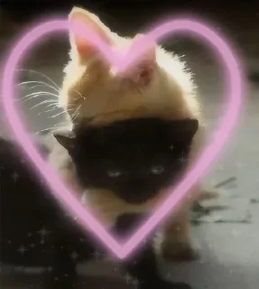 Sticker from lovkii💗
