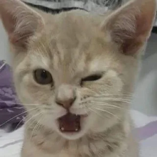 Sticker from Коты